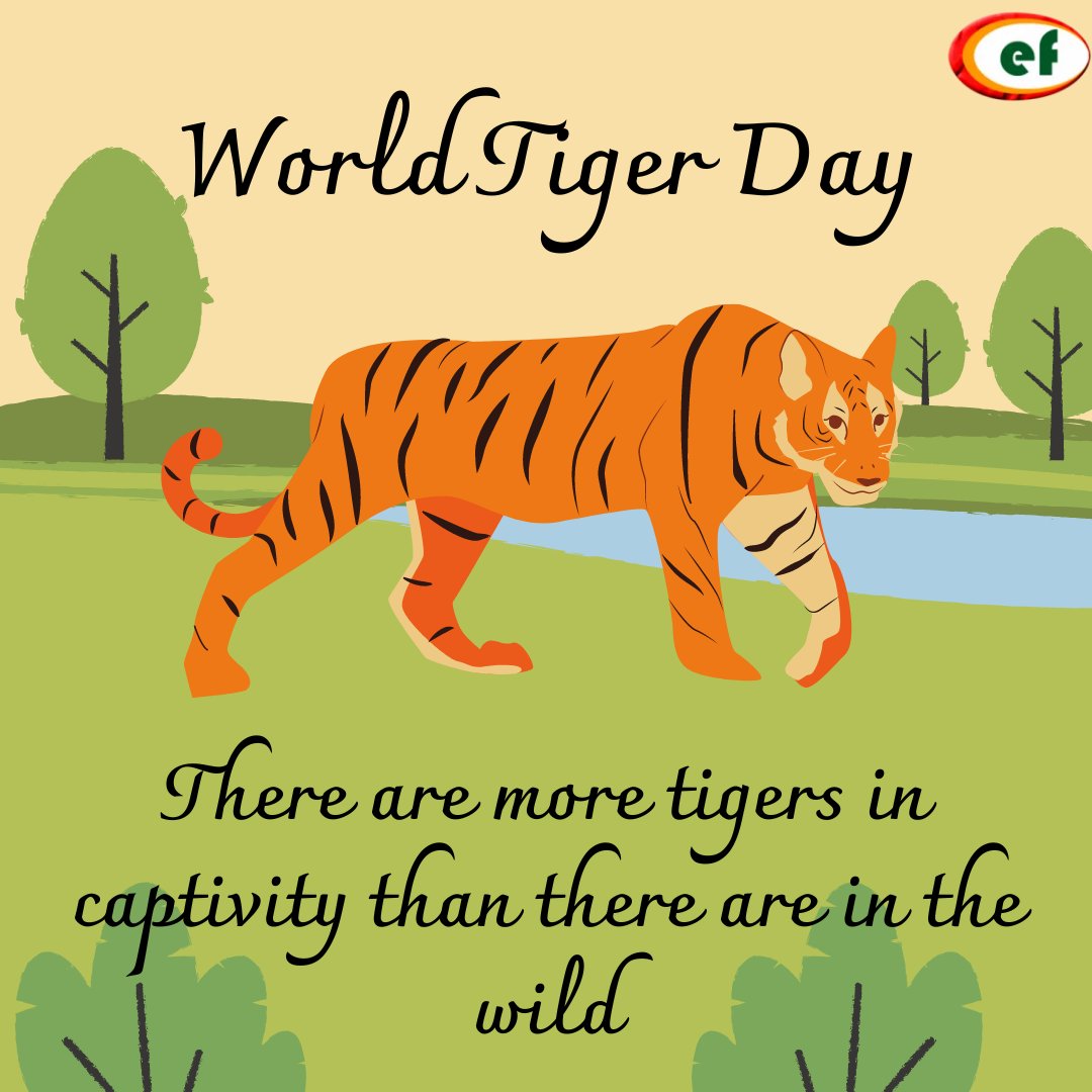 Tomorrow is World Tiger Day! Did you know that tigers are cats that love water? We need to learn more about how to protect these beautiful animals!  

To learn more about animals and climate change, read this article! environbuzz.com/climate-change… 

#EnvironFocus #WorldTigerDay