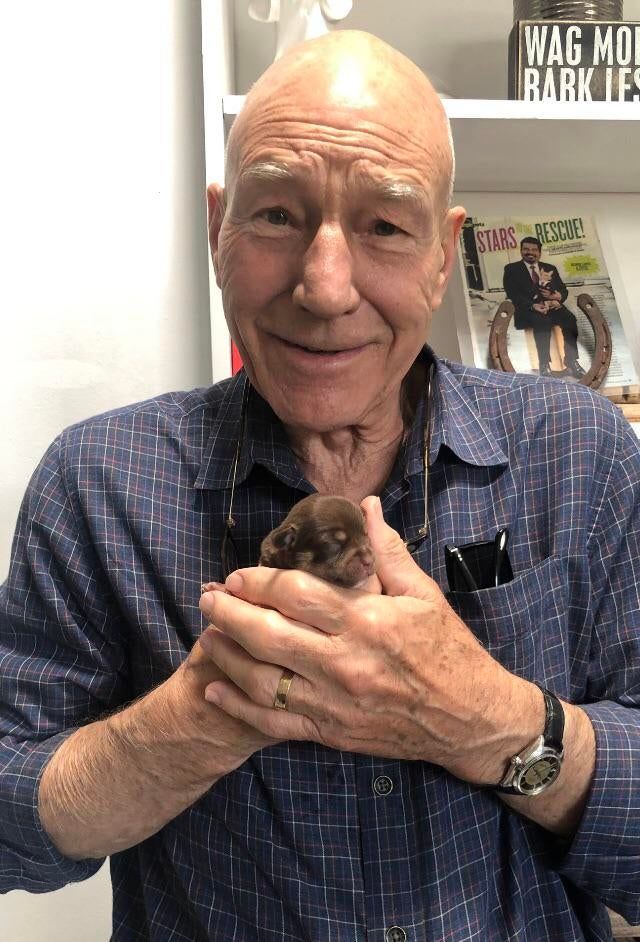 davidmcgeoch9's tweet photo. Picard and a puppy, does it really get more adorable? @StarTrek https://t.co/nweVpr6XFg