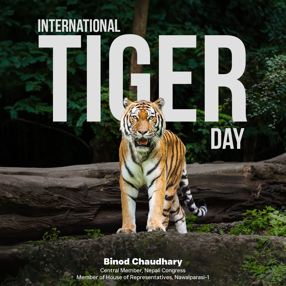 BinodKChaudhary's tweet photo. Save the tigers before they start living just in our stories. Happy International Tiger Day! 
#zeropoaching #savetiger https://t.co/nVeFW3smTM