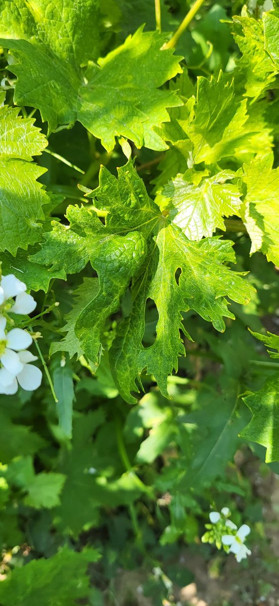 EuPathogen's tweet photo. Vigye, a research program led by IFV @vignevinfrance and granted by PNDV . About GPGV virus and symptoms linked https://t.co/5DsFRiOpOJ