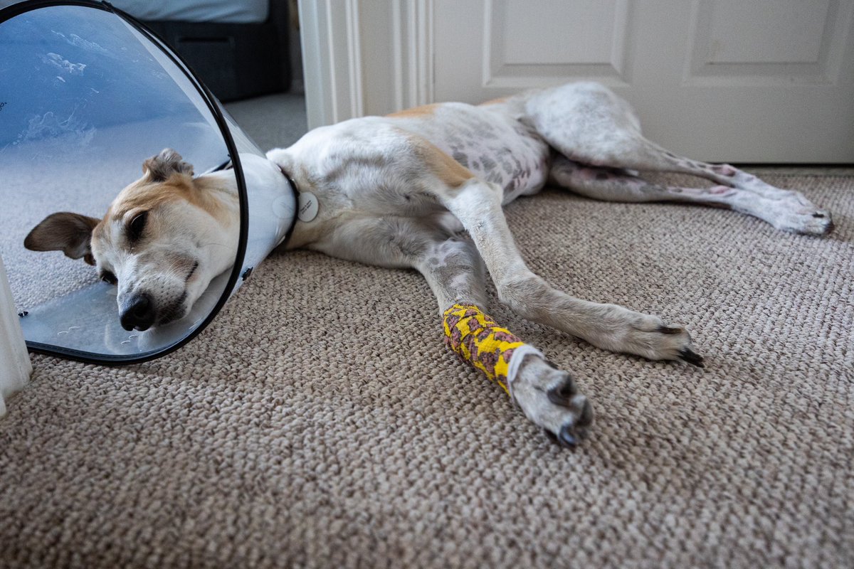 Poorly pup

#DogsOfTwitter #RescueDogs #Greyhound
