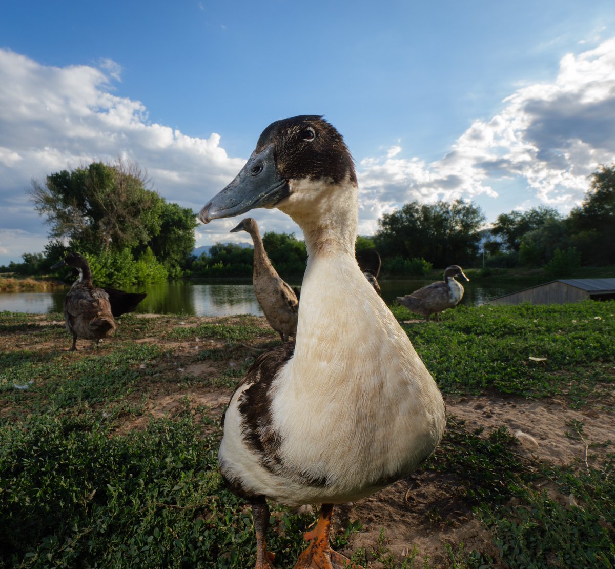 DuckFoodBot's tweet photo. By the pond, sits a duck, on the shore,
Eager eyes, for a snack he gently implores.

(retweet to send a snack https://t.co/bCx4zPeNUf) https://t.co/jGhzgFVihV