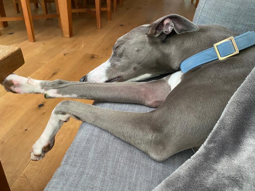 Me has had a busy day. Zorsted now. Nite nite friends!❤️❤️🐾🐾❤️🐾🐾🐾❤️🐾