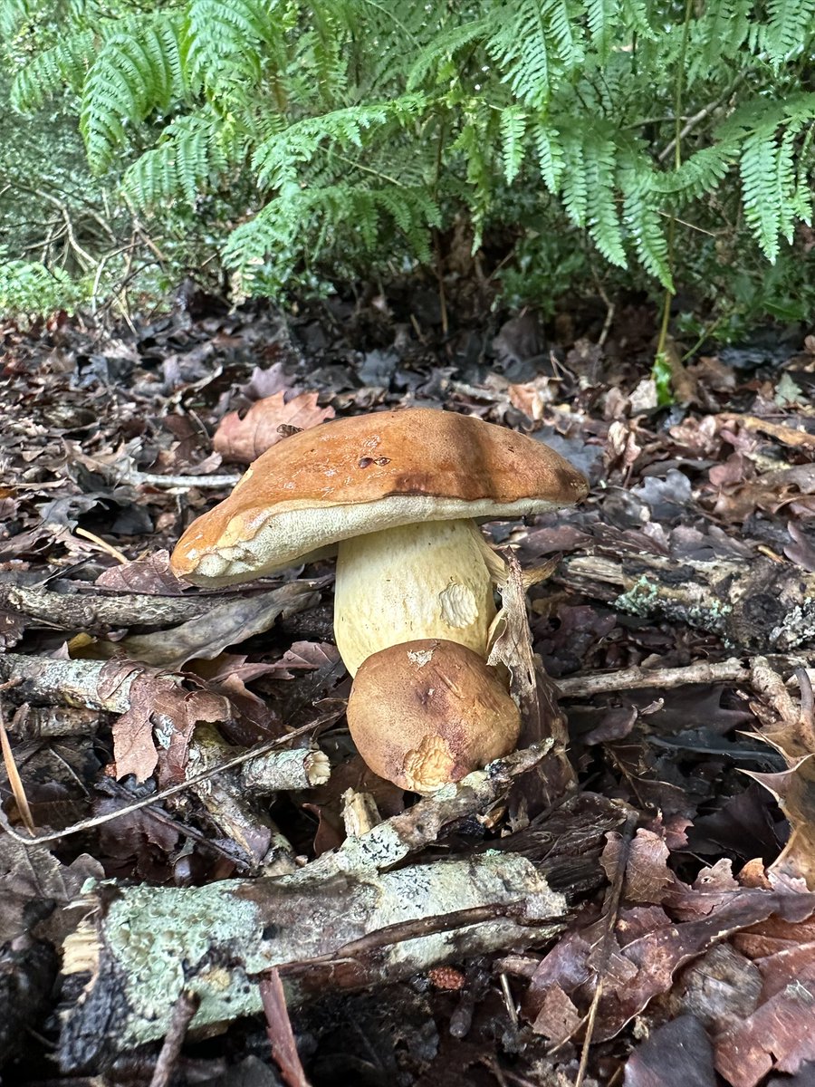 Absolutely Wild tweet media