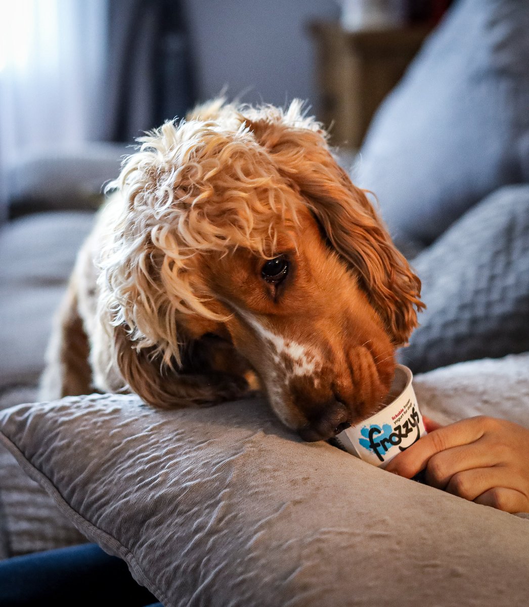 Frozzys for Dogs tweet media