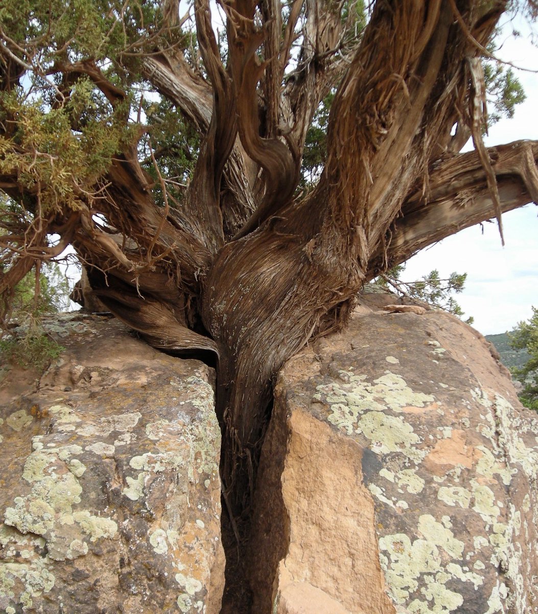 arboles_magicos's tweet photo. 🌱 Su historia comenzó hace incontables años, cuando una minúscula semilla encontró un rincón improbable en la roca para germinar. Contra todas las probabilidades, el pequeño brote se aferró a la grieta con todas sus fuerzas, buscando desesperadamente la luz del sol.

🍃 Los años pasaron, y el árbol continuó su lucha contra la piedra que lo rodeaba. Cada temporada, sus raíces se adentraban más en la roca, buscando agua y nutrientes. Su persistencia era ejemplar, y los cambios estacionales solo reforzaron su determinación.

💥 A medida que el tiempo avanzaba, la roca parecía desafiar al árbol con su dureza inmutable. Sin embargo, el árbol no se dio por vencido. En lugar de permitir que la roca lo ahogara, lo usó como un catalizador para su propio crecimiento.

🌿 Siglo tras siglo, el árbol continuó expandiéndose y afianzando sus raíces en la roca. Cada nueva estación trajo consigo un aumento en su esplendor. Hasta que un día, después de un largo y paciente esfuerzo, el impensable sucedió: ¡la roca se resquebrajó!

💓 El árbol había logrado romper las barreras físicas y, con una fuerza inigualable, permitió que sus raíces se aferraran aún más en la roca fracturada. Se convirtió en un símbolo viviente de tenacidad y esperanza.

🌟 A través de los siglos, este árbol ha dejado un legado para la posteridad. Nos recuerda que en la vida, encontraremos obstáculos difíciles, pero si perseveramos con pasión y determinación, incluso la roca más sólida puede ceder ante nuestra voluntad.

🌄 Así que, la próxima vez que te encuentres enfrentando una prueba difícil, piensa en este árbol ancestral. Permítele inspirarte para resistir y afianzar tus raíces en la búsqueda de tus sueños.

#ÁrbolIndomable #PerseveranciaNaturaleza #FuerzaInquebrantable #RaícesFuertes #EsperanzaYTenacidad #NaturalezaAsombrosa #ResistenciaEjemplar
📸 James McMillin