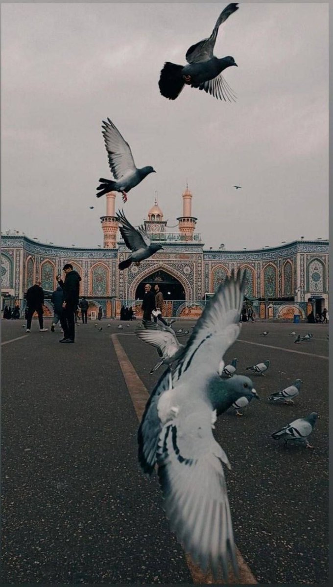 20ali_jon21's tweet photo. دلم تنگ غروب کربلا ته ... 
#ما_ملت_امام_حسینیم 
#به_تو_از_دور_سلام https://t.co/unXjdLtg2K