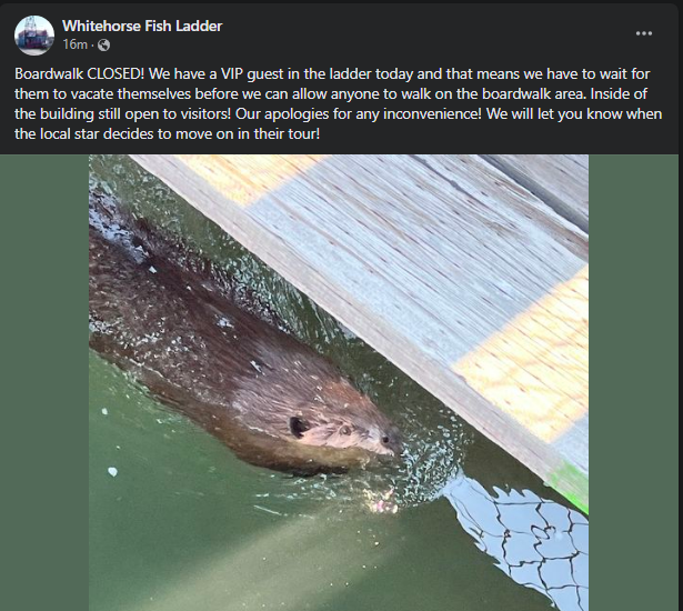 Chris Windeyer tweet media