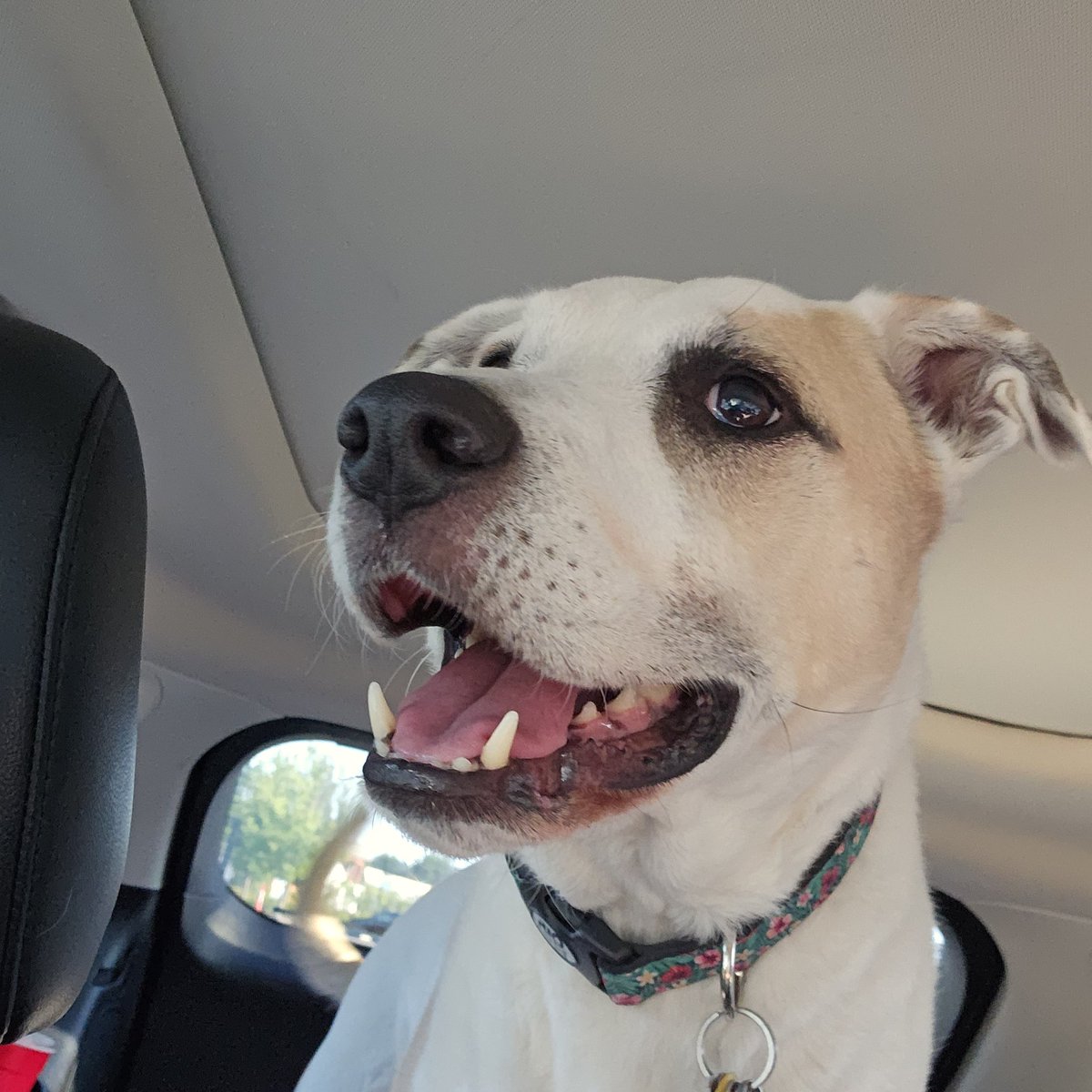 RubyDawgOffcial's tweet image. #Rubydawg