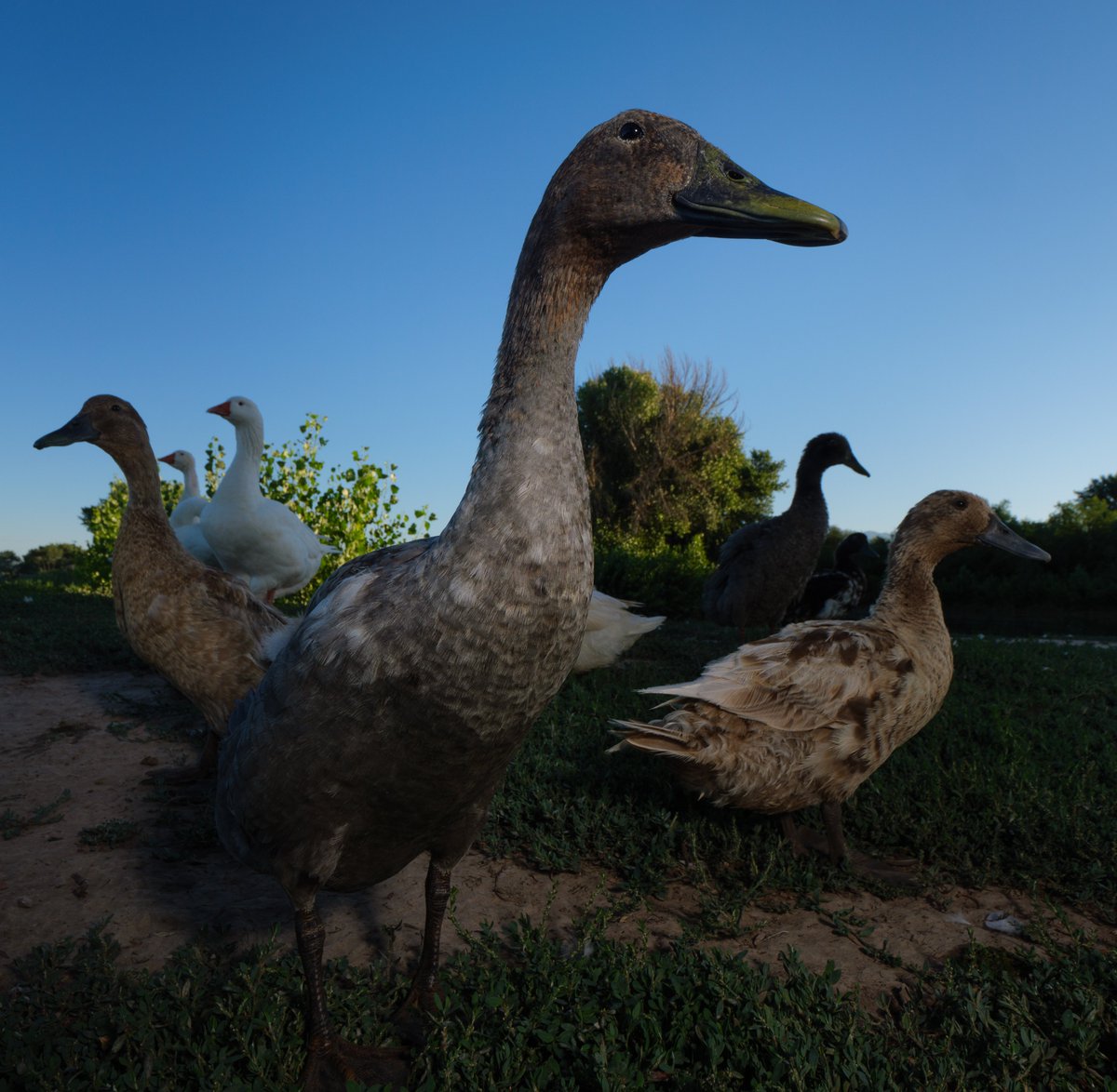 DuckFoodBot's tweet photo. In the sunrise's golden hue,
Ducks gather, quacking, treats they pursue.

(retweet to send a snack https://t.co/bCx4zPeNUf) https://t.co/0hFvFvds9h