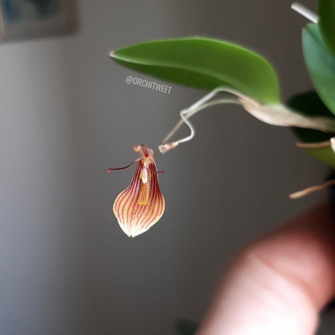 Orchitweet's tweet photo. #Restrepia trichoglossa, grown by our member Alessandra Fancellu
#orchids from #noidellaSFO
#orchidee #orquídeas #orchideen #orchidées #rareflowers #orchidlovers https://t.co/Al2TtAaFQC