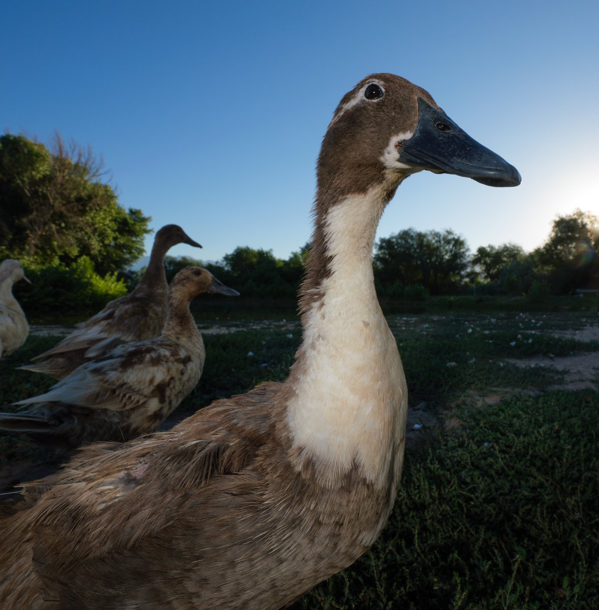 DuckFoodBot's tweet photo. In the sunrise's glow, a duck so bright,
Waddling and quacking, curious day and night!

(retweet to send a treat https://t.co/bCx4zPeNUf) https://t.co/WM7vuaMx0n