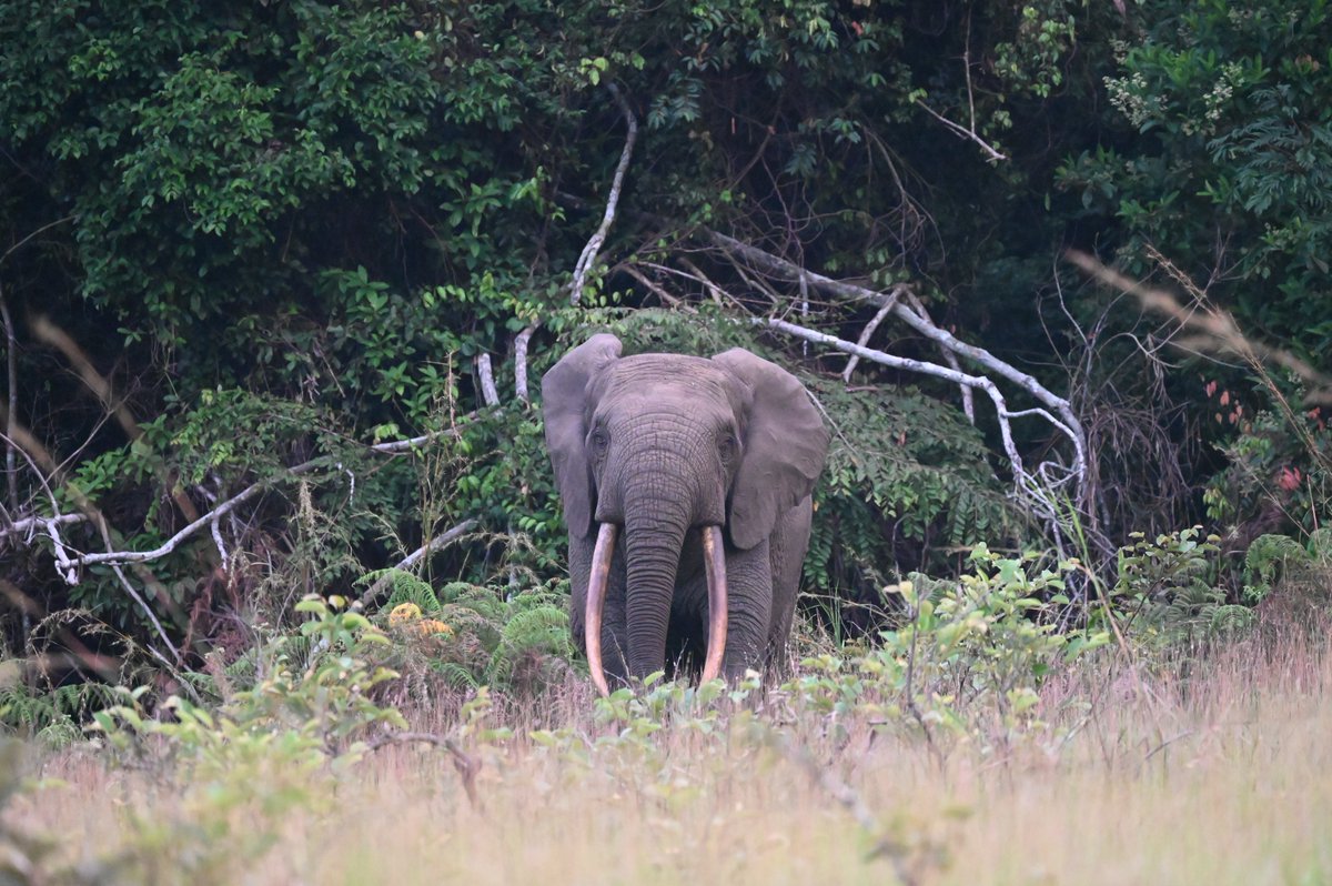 ste_kenya's tweet photo. Our @ElephantCrisis (ECF) mid-year newsletter is out! Packed with exciting field updates, learn more about the valiant conservation efforts by ECF partners towards safeguarding elephant populations across Africa. https://t.co/ZTJjKT5K7Q

📷 @ChrisThouless https://t.co/JkR24qunLp
