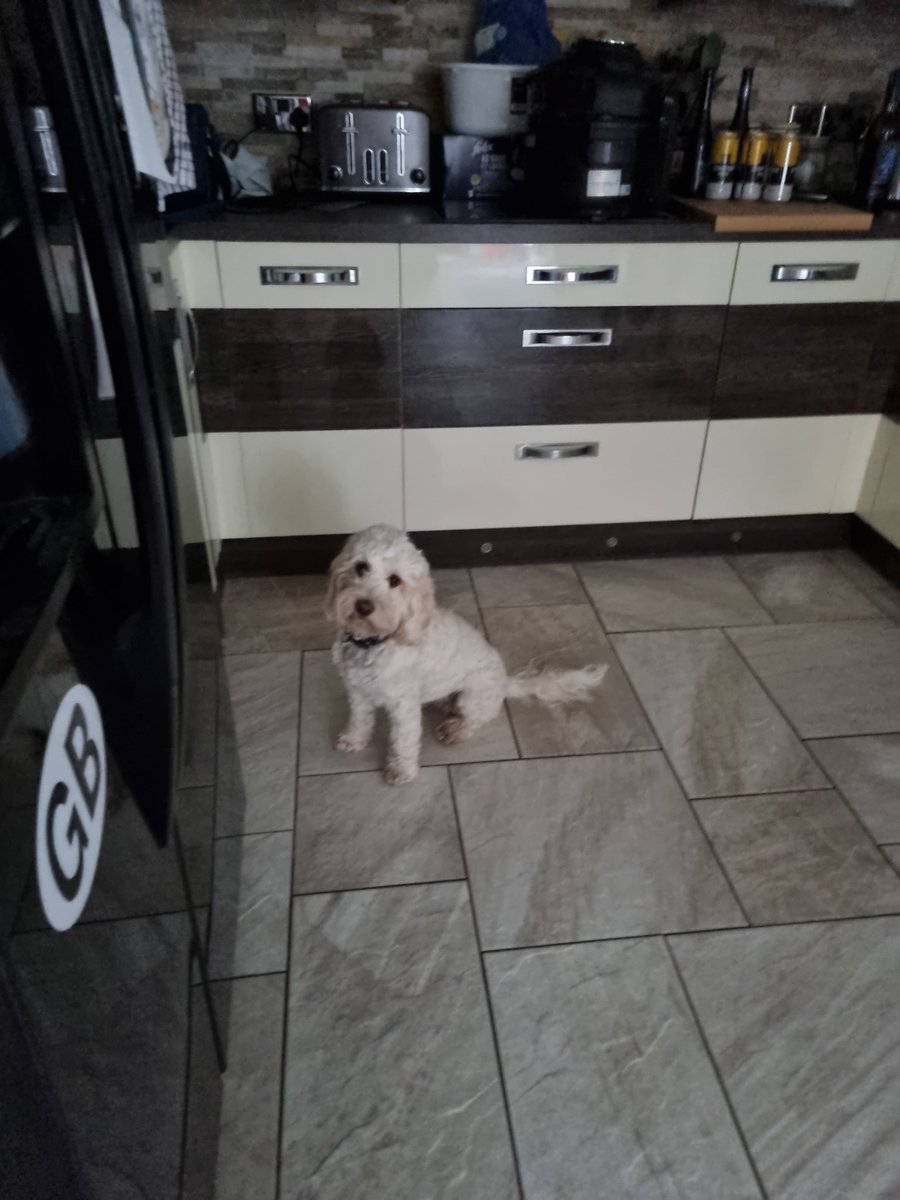 AndyMc147's tweet photo. @PurinaUK #dentalife #patientpuppy #treattime #healthyteeth our  baby girl knows where and when it time for her daily treat https://t.co/J9qdtU2Bl4