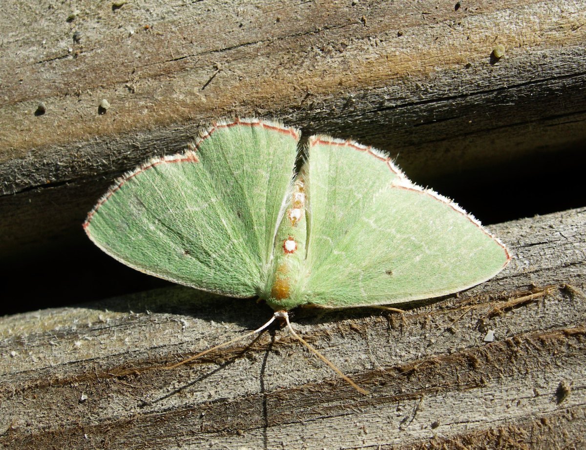 NCAquariumFF's tweet photo. #RedBorderedEmeralds are part of the Geometer moth family. This subspecies contains a handful of cheery green moths that have thin wisps of white lines. They like to rest with their wings flat. This species has a deep red edge all around the wings. #NCMothCount https://t.co/MZSfzKJ8vv