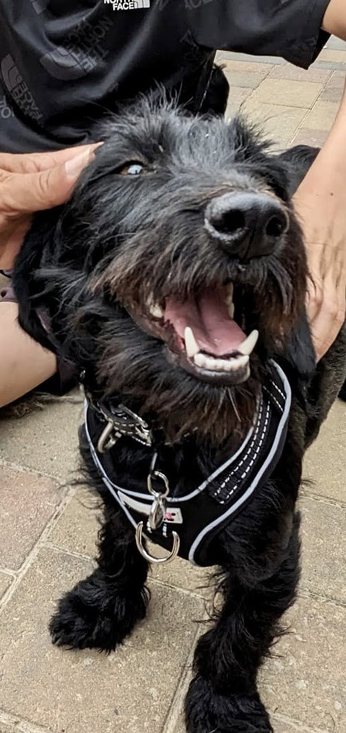 scottcperry69's tweet photo. @jetfury Say hello to Tilda from Hungary hearts dog resue, now in her forever home with us in Portishead xxx
https://t.co/acU2lfeGTp https://t.co/YUSoKByMBb