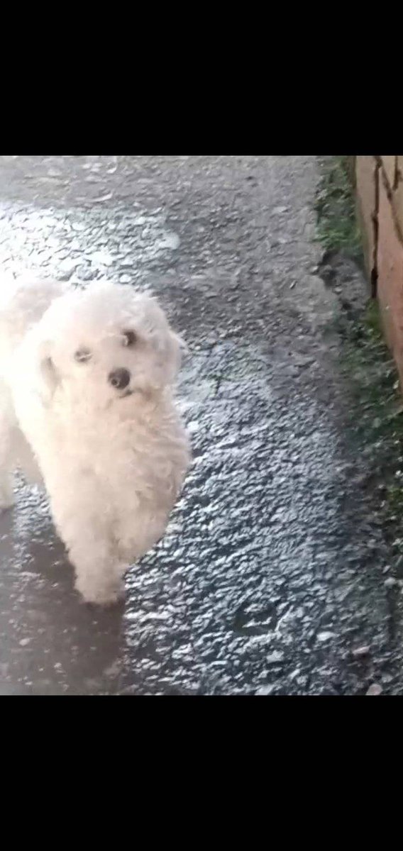 PerroUsuario's tweet photo. EXTRAVIADO. Busca a su familia humana. La Pastora Caracas RT @anakarinini: Saludos. Mi pareja se consiguió este hermoso Poodle en la zona de la Pastora y lo tengo resguardado en casa. Esperemos aparezcan sus dueños. Contacto 04142423646 por favor solo WhatsApp https://t.co/08zpnkBIga