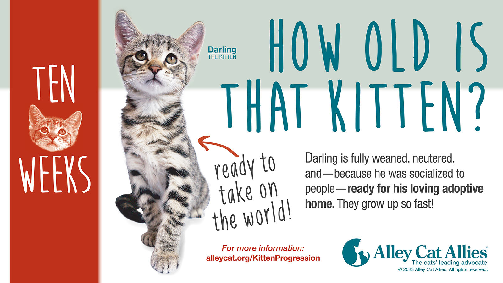 Alley Cat Allies on X A 10 week old kitten is so grown up This is a great age to adopt kittens since they re fully weaned old enough to have been spayed