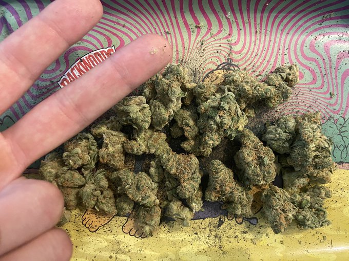 Weed prices have dropped in Vegas&hellip;got a 1/2 oz for $40. ✌️😎 https://t.co/A8dKw5IQ3b<a href="/tag/mvsales"class="tags"><span>#mvsales</span></a><a href="/tag/mvboys"class="tags"><span>#mvboys</span></a>