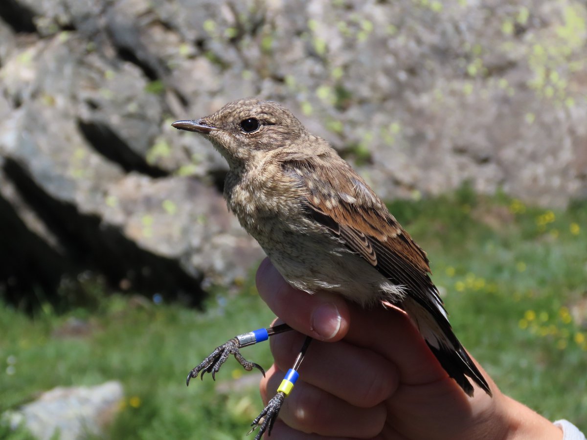 The #wheatear season is still going on and even at the end, we find new #nest: 41 in total for 2023 !
In these days, we are resighting ringed birds and trapping adults and fledgelings we couldn't reach in the nest .
#research #alpinebird #chicks #birdringing #mountains #fieldwork