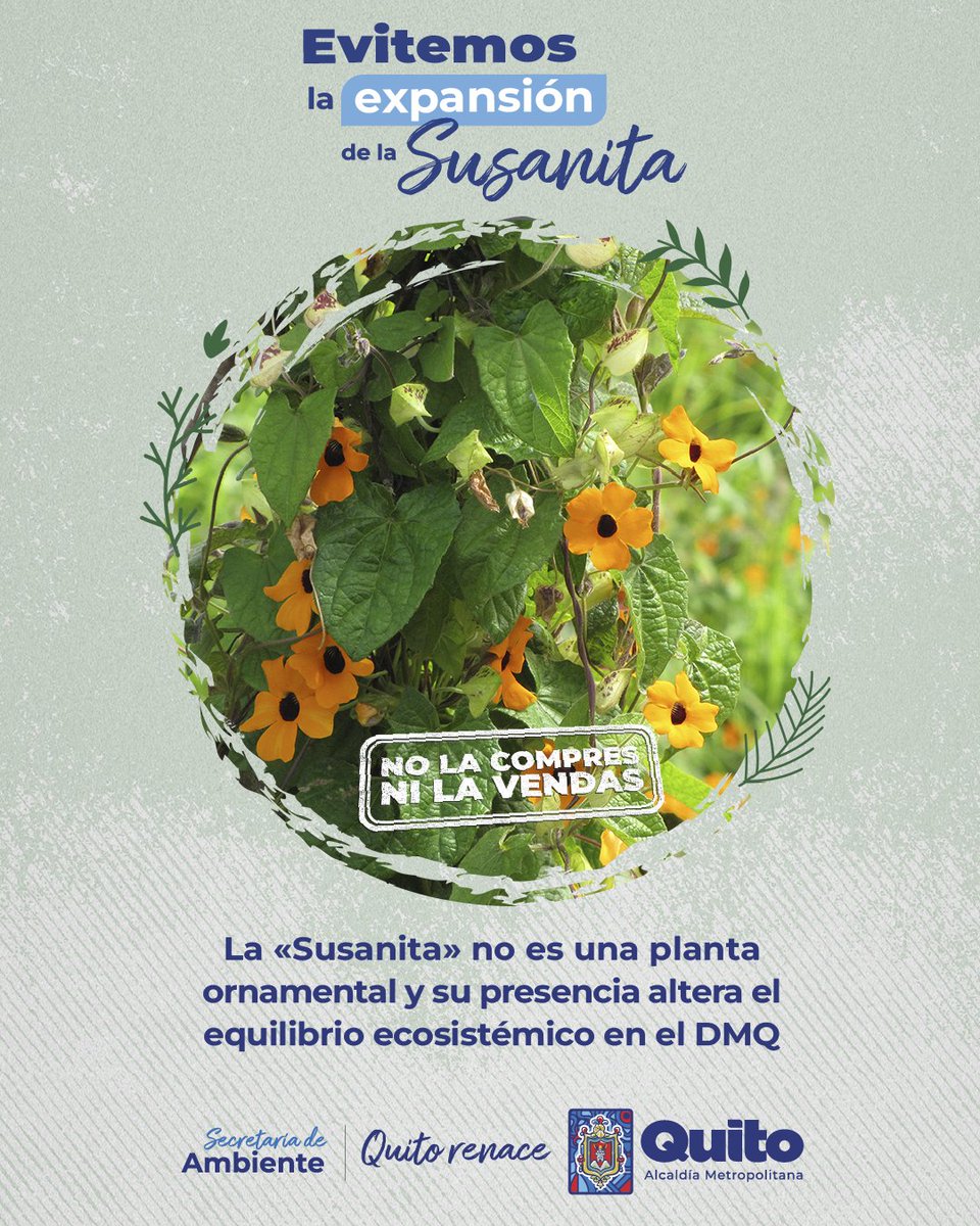 ambientequito's tweet photo. 🚨#ATENCIÓN |🏵️La Thunbergia alata o «Susanita» afecta gravemente a nuestra flora y fauna nativa. Al ser invasora, desplaza a nuestras especies autóctonas. Seamos parte del cambio, no la adquieras ni contribuyas a su propagación. 🚫🌿

#QuitoRenace https://t.co/QHCUMsCkmA