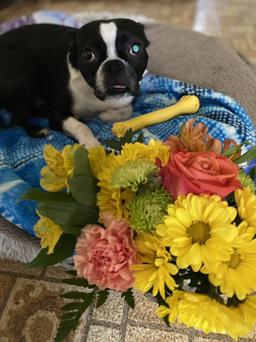 Finally found fresh floofs for #FloofHead #Friday fun, frens! 🌸🌺🌻🌼💐 
#dogsoftwitter #floofs #floofheadclub #tonguetwister #fridayfun