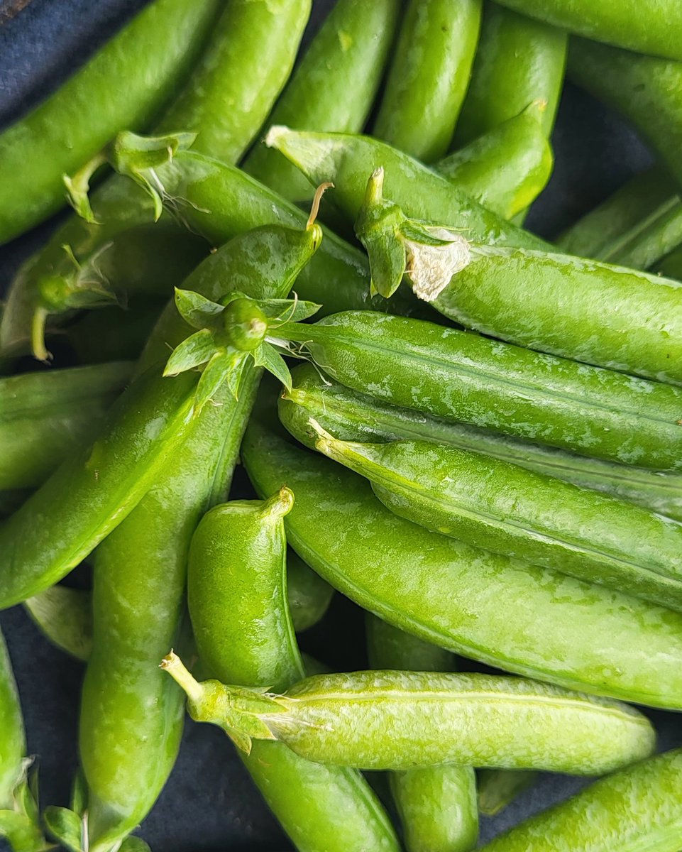 We are grateful for the opportunity to use some of our own produce in our dishes here at Delahunt! Swipe across for pictures from a couple of weeks ago from our  farming project with @lacocinacuevas. 

#dublin #irishfood