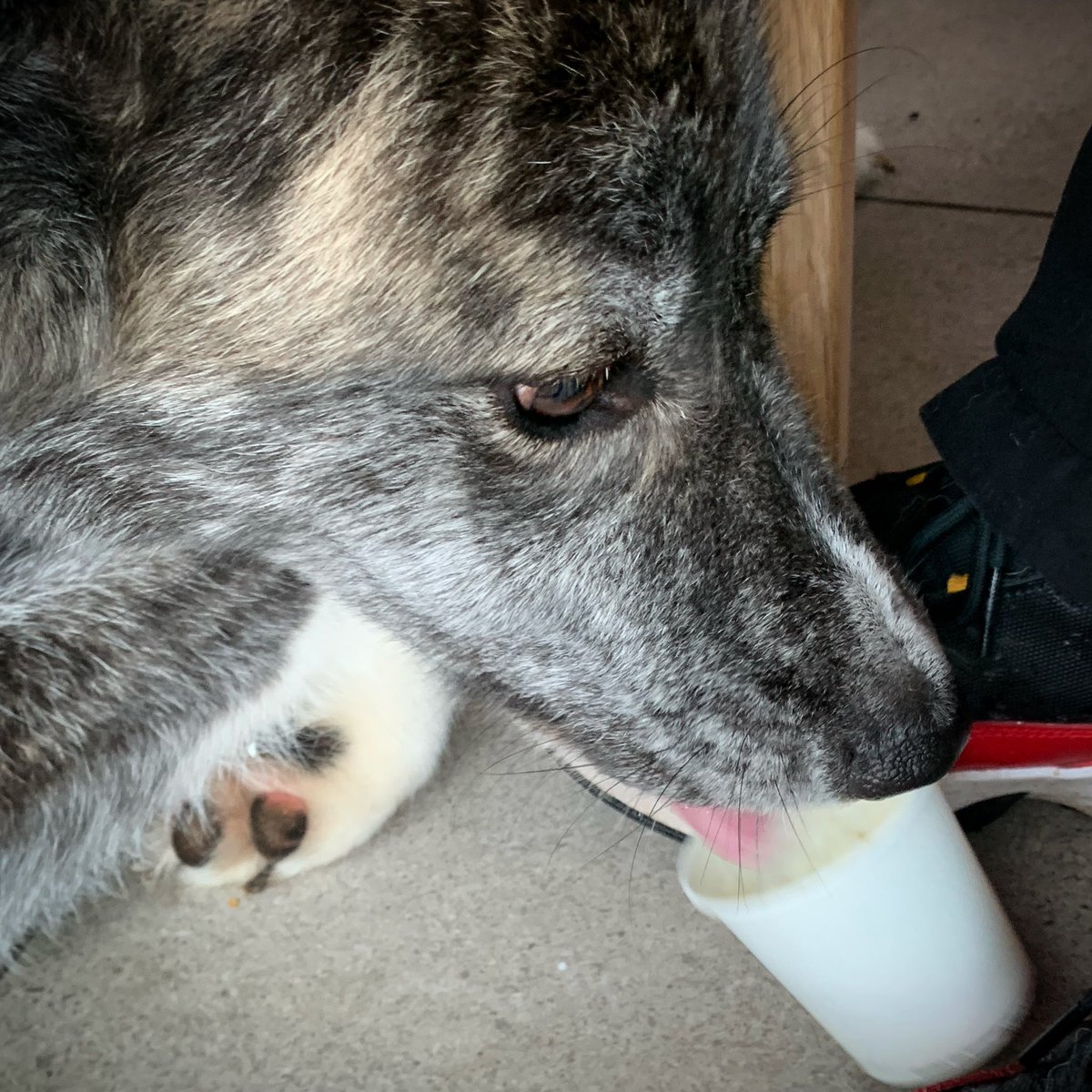 runforrestrun12's tweet photo. Fab start to the holidays… dog walks in the countryside, kittens and coffee shops. 🥰 https://t.co/GBM7GjVDqq