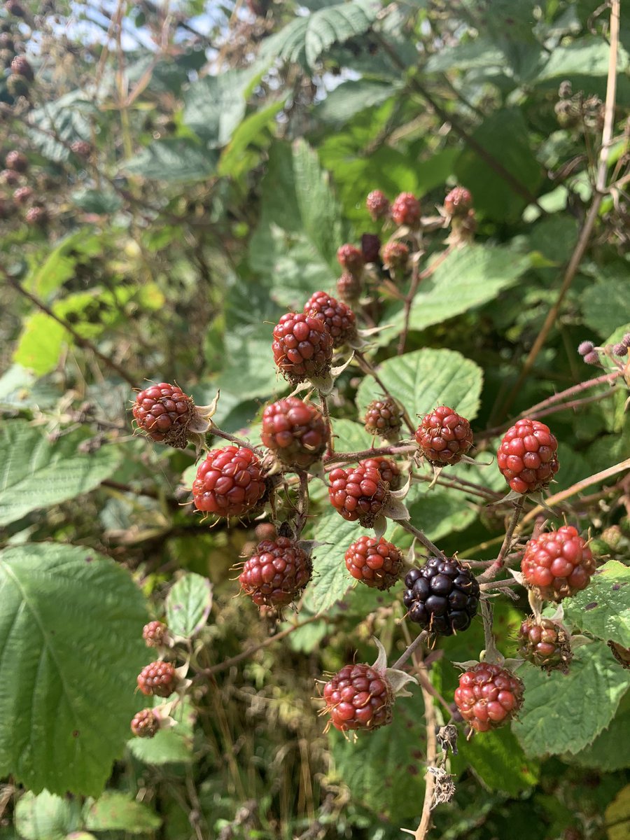 runforrestrun12's tweet photo. Fab start to the holidays… dog walks in the countryside, kittens and coffee shops. 🥰 https://t.co/GBM7GjVDqq