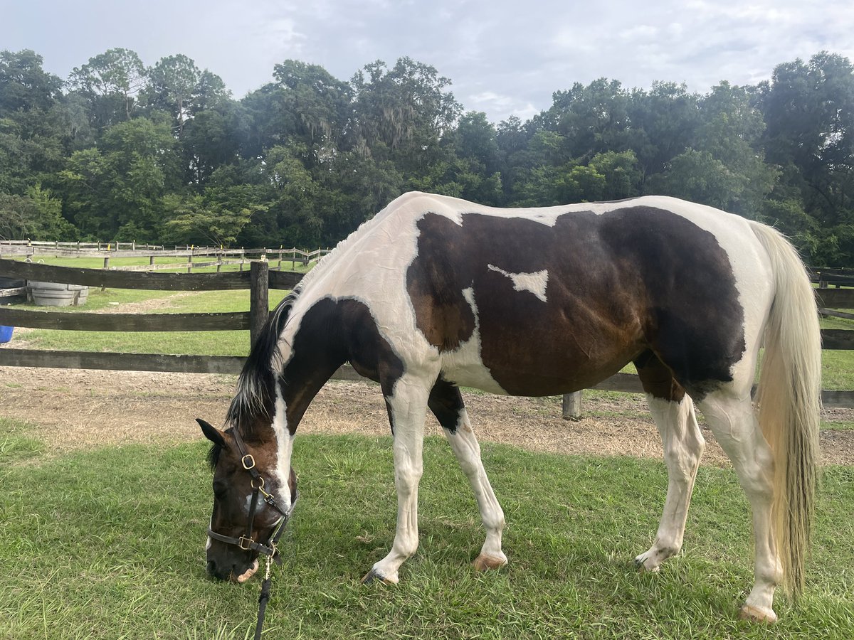 jumbled_jumper's tweet photo. just an undermuscled lawnmower with a (healing?) summer sore covered face wanting me to leave him alone https://t.co/2XiUtE2vpE