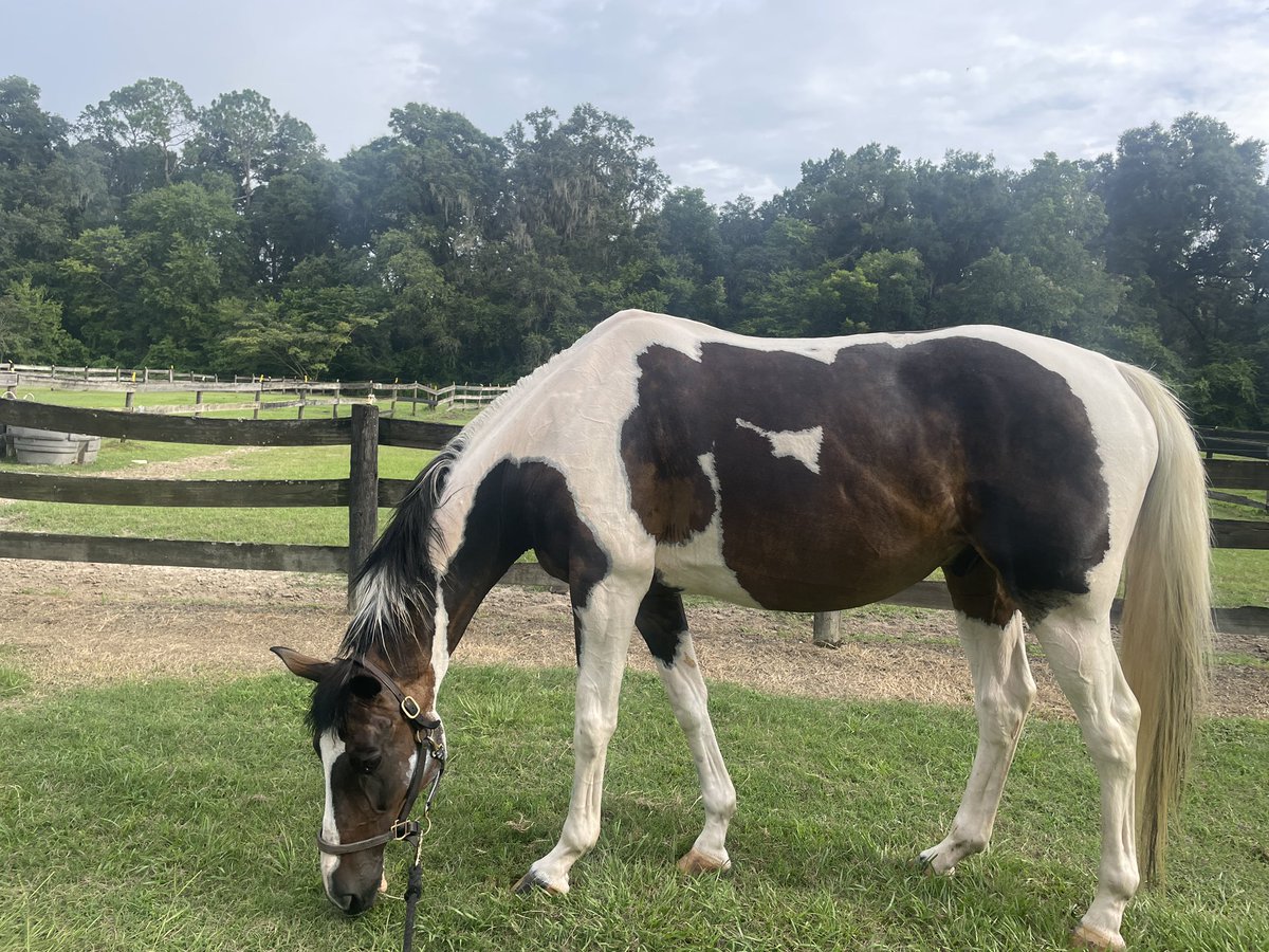 jumbled_jumper's tweet photo. just an undermuscled lawnmower with a (healing?) summer sore covered face wanting me to leave him alone https://t.co/2XiUtE2vpE