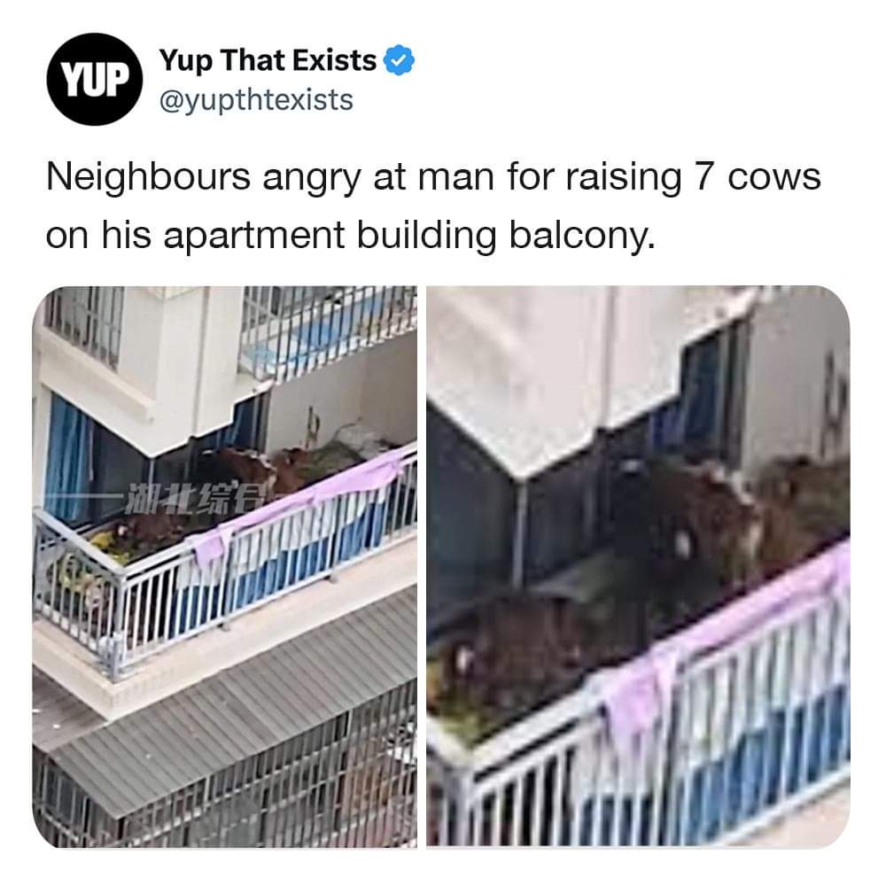 jagatmindri's tweet photo. 👋 Hey there, tanatan folks! 🐄 What's holding you back from giving this a try? A true tanatani will proudly have a minimum of 3 cows on their balcony. 🌿 #TanatanLife #CowLove #UniqueLiving https://t.co/N6dwAY5w3o