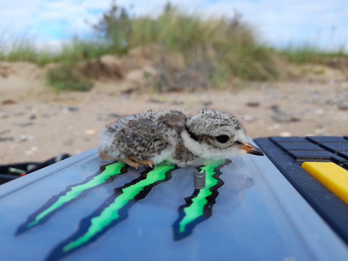 Jan Rod official tweet media