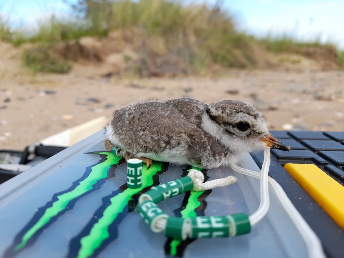 Jan Rod official tweet media