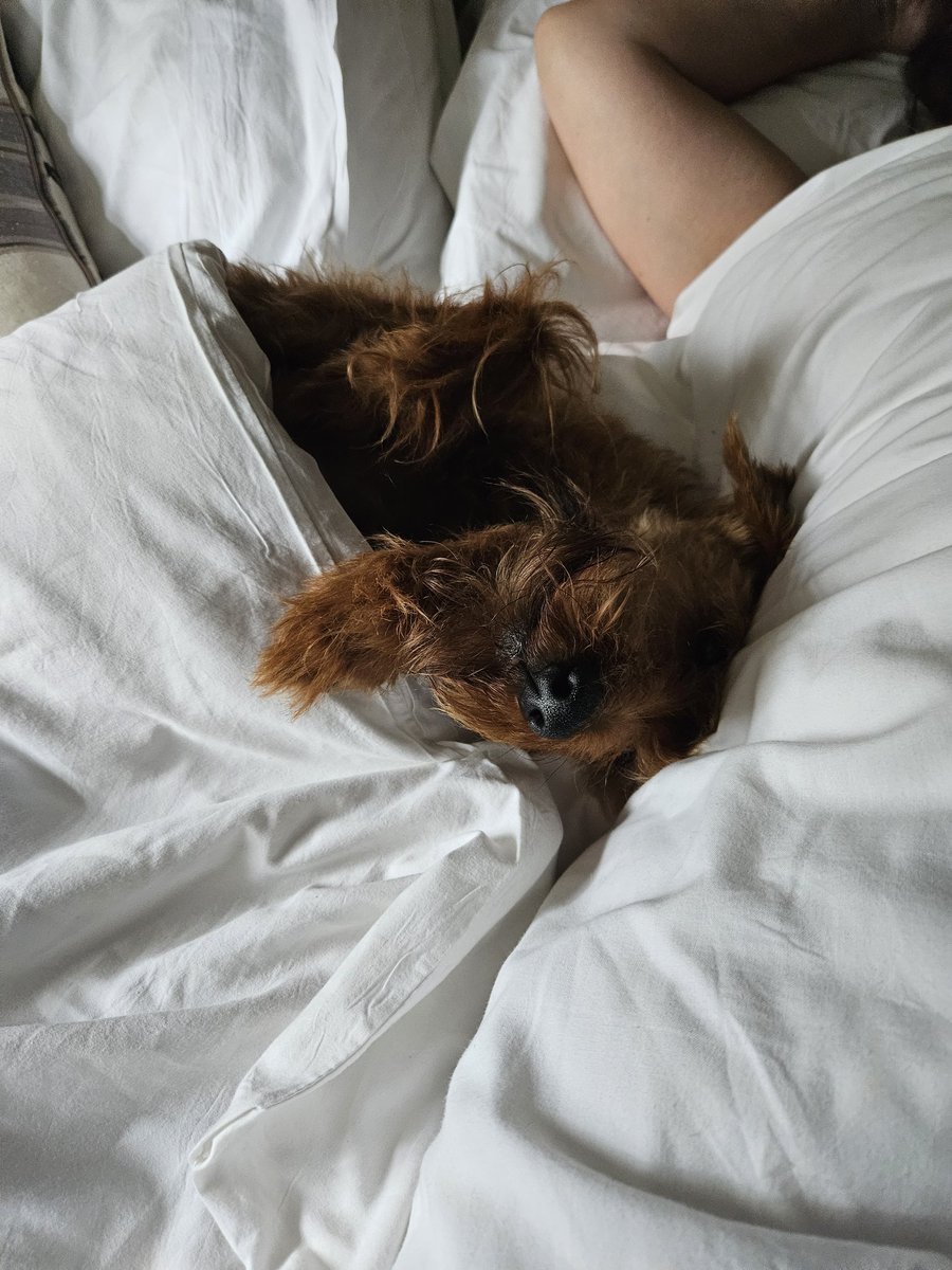 wesley_terrier's tweet photo. On my holibobs with the hoomans, been brilliant, had doggy ice cream  , loads of treats and strokes and i got in hoomans bed this morning and kicked dad out , brilliant, doggys rule 🐕🐕 https://t.co/FaHIH0Rdvg