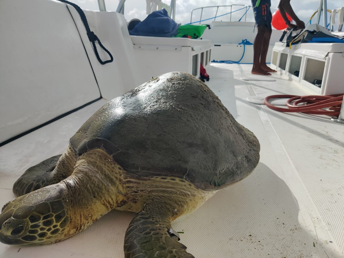 EAGAntigua's tweet photo. Happy #FieldworkFriday everyone!🥾

The AMCP, along with our friends from @anbnationalpark, responded to Humpty displaying abnormal behaviour.

Recently, Humpty has been moving very lethargically and closer to high traffic boating areas and appears to have trouble diving down. https://t.co/P3nRGnl42Q