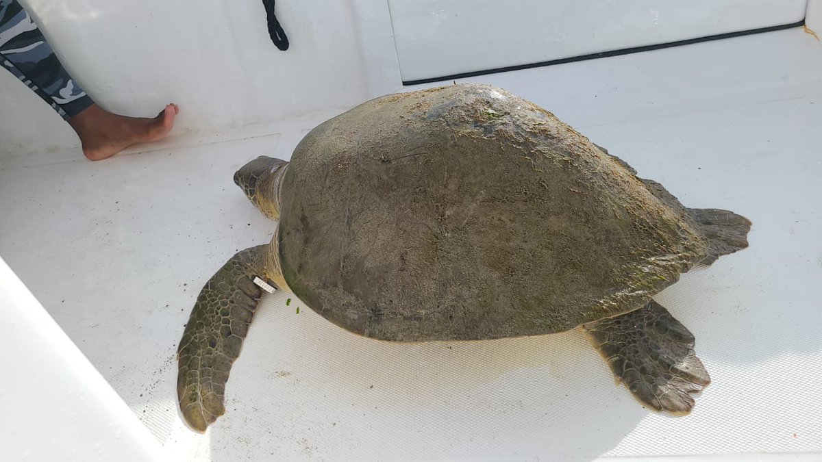 EAGAntigua's tweet photo. Happy #FieldworkFriday everyone!🥾

The AMCP, along with our friends from @anbnationalpark, responded to Humpty displaying abnormal behaviour.

Recently, Humpty has been moving very lethargically and closer to high traffic boating areas and appears to have trouble diving down. https://t.co/P3nRGnl42Q
