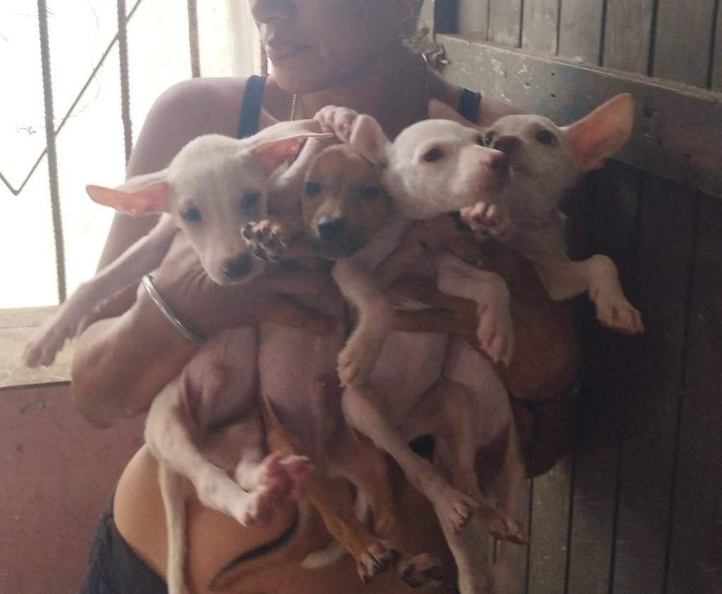 Protección Animal SOS- PASOS🐾 tweet media