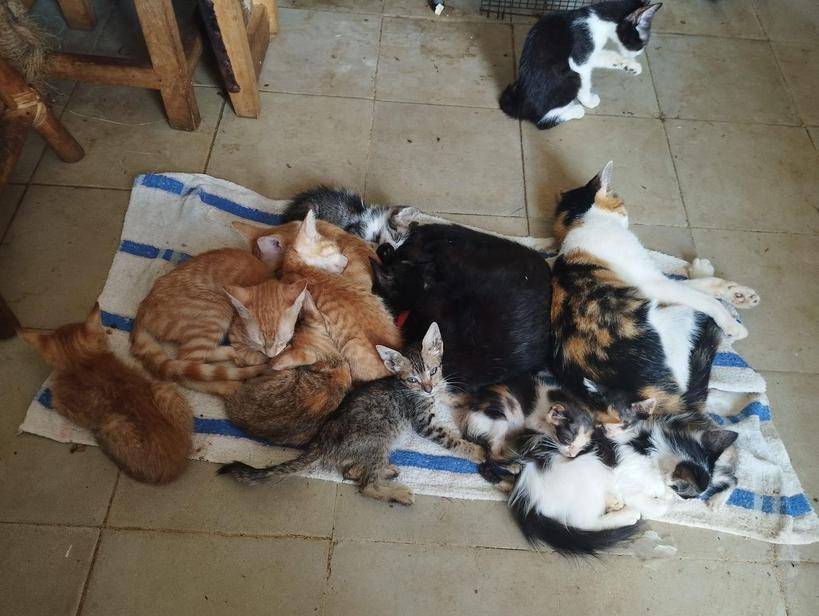 Protección Animal SOS- PASOS🐾 tweet media