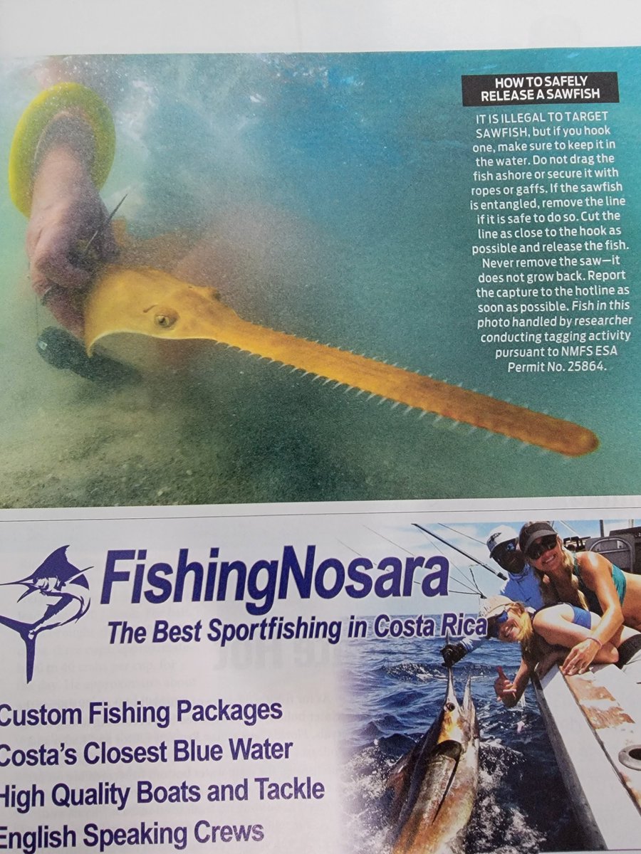 SawfishRecovery's tweet photo. Pick up an August/September edition of @FL_Sportsman with two great articles about Florida's "hidden gem", the endangered smalltooth #sawfish!

Please share sawfish encounter information by visiting https://t.co/iV08AxuvRK, calling 1-844-4SAWFISH, or emailing sawfish@myfwc.com. https://t.co/co1WcuPpae