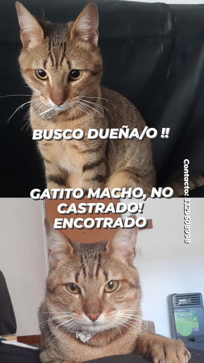 Sofideppeler's tweet photo. @VivirenRosario 
Encontré gatito, en CALLAO y SAN JUAN. Afuera de una obra. 
No está castrado. 
Difundir así encontramos a su dueñA/O https://t.co/zNABRDEna8
