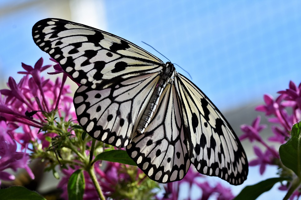 JeanetteJoy's tweet photo. Butterfly 106
.
#Nature
#JoyPublicity https://t.co/7xwg0sue0n