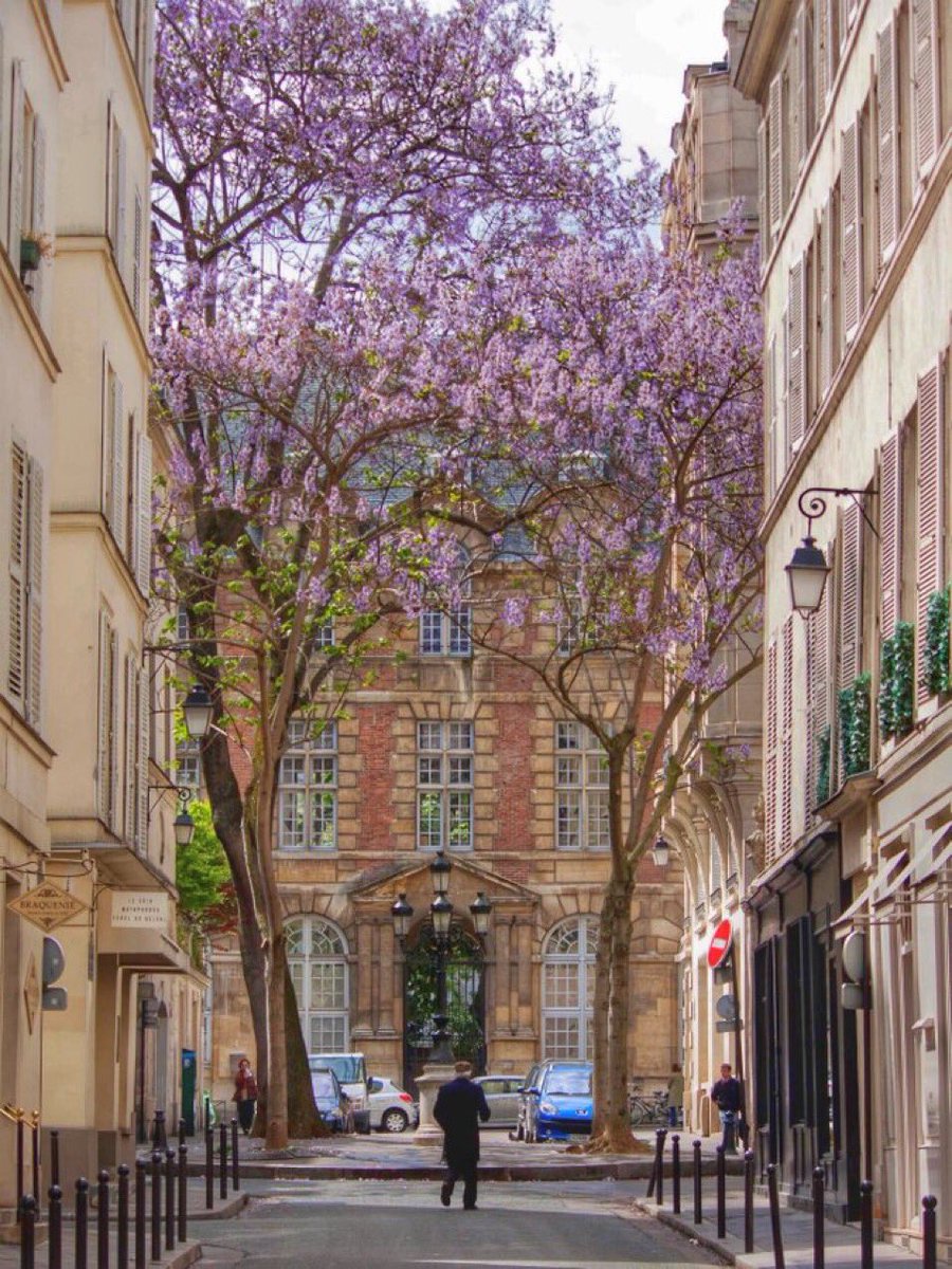 Le plus majestueux des arbres du carré central de la rue de Furstemberg, endroit le plus charmant de Paris, que je connais depuis mon enfance, vient d’être abattu sans autre forme de procès.
C’est une nouvelle atteinte à notre patrimoine. 
Nous attendons l’explication de la