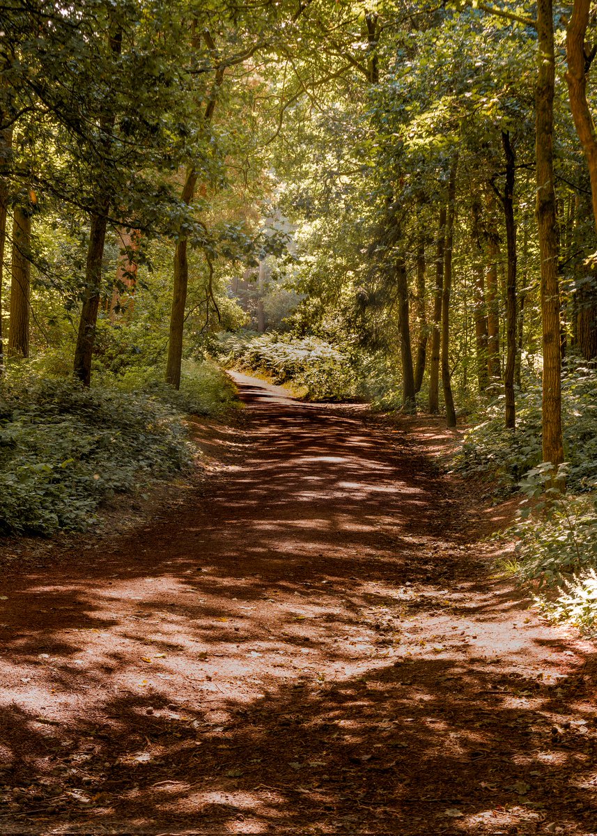 Hayleigh_Max's tweet photo. Woodland walk featured in our latest blog on enchanting Woodland Photography. 👇

https://t.co/4X7djife9w

#photography @UKNikon #woods #outdoors #travelblogger #NaturePhotography #nature #summer #green #ArtistOnTwitter #blogger #trees #photographylovers #picoftheday https://t.co/4looFXqINL