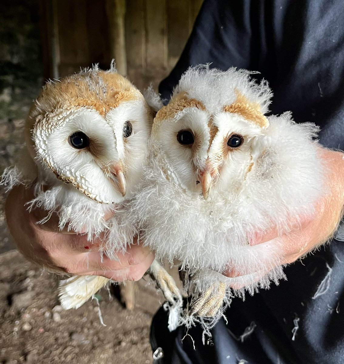 Different barn, different owls. Ringing chicks under the expert guidance of @jmidd1 of the @_BTO Thanks for your help and support 🙏🏽