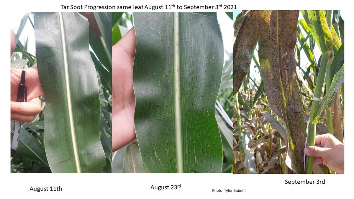 SCSAgronomy's tweet image. #agrisagronomy throwback to 2021 Tar Spot progression in 24 days. Now the is time to protect plant health and preserve nitrogen use efficiency, reduce lodging, extend grain fill period