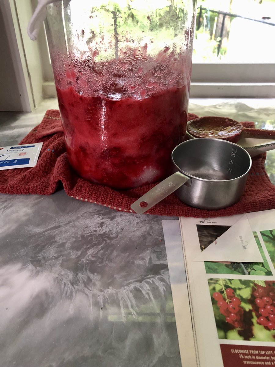 OaknThyme's tweet photo. I am having a go at something new. Have berries? Make wine! And now we wait🍷#growyourown #winemaking #smallbatchwine #berrywine https://t.co/BBW21BYZ7L