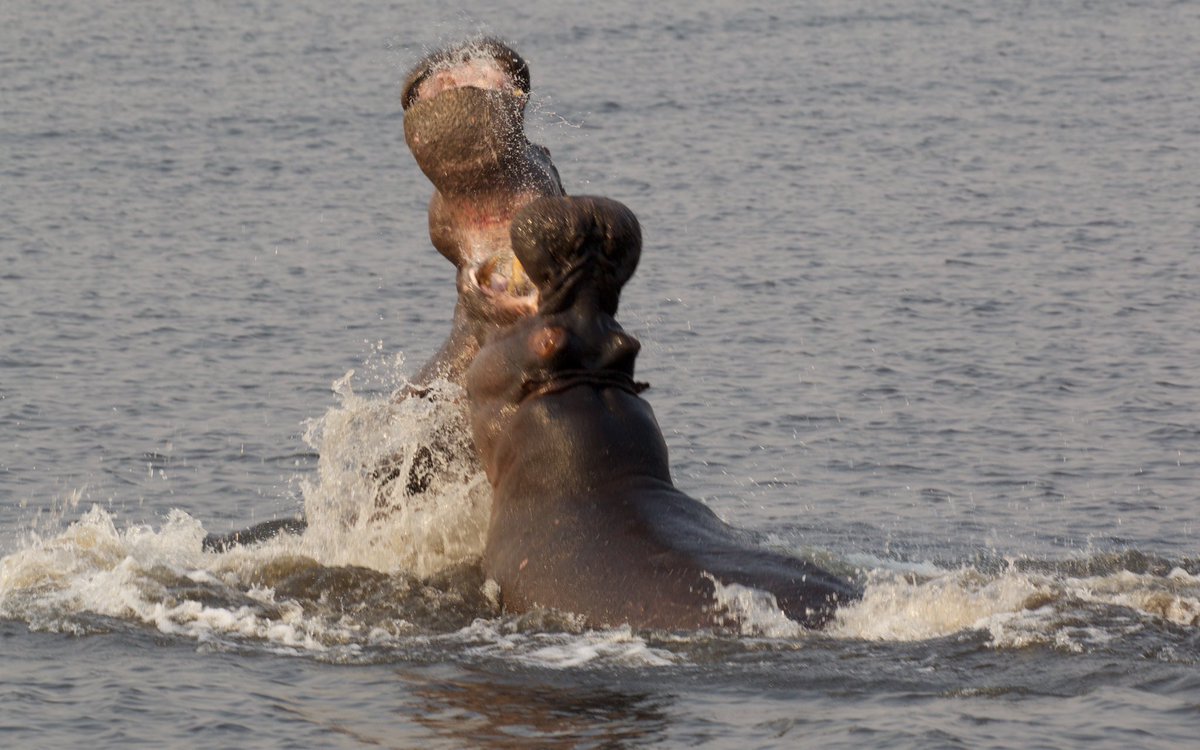 jrambaud's tweet photo. @VisualsbySauter #Caprivi #Bostwana #Namibia https://t.co/RKIJ3ZbSd6
