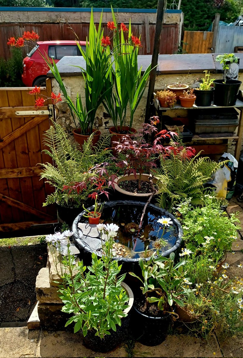 I need some more plants for my pond, I got some starter plants and they're growing ok but I would like something with a bit more impact and be of more immediate use to wildlife.  #Gardening #GardeningAdvice #GardenersWorld #shoutyhalfhour #GardeningTwitter #wildlifegarden