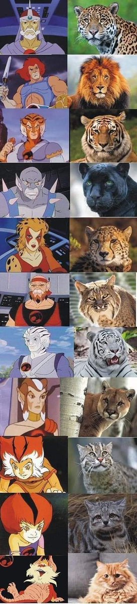 ile0719's tweet photo. De niña fue mi caricatura favorita 😍
Juntaba mis domingos para comprar todo lo que pudiera de ellos 
#thundercats https://t.co/w8JCgDEbTr